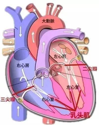三尖瓣返流的危害
