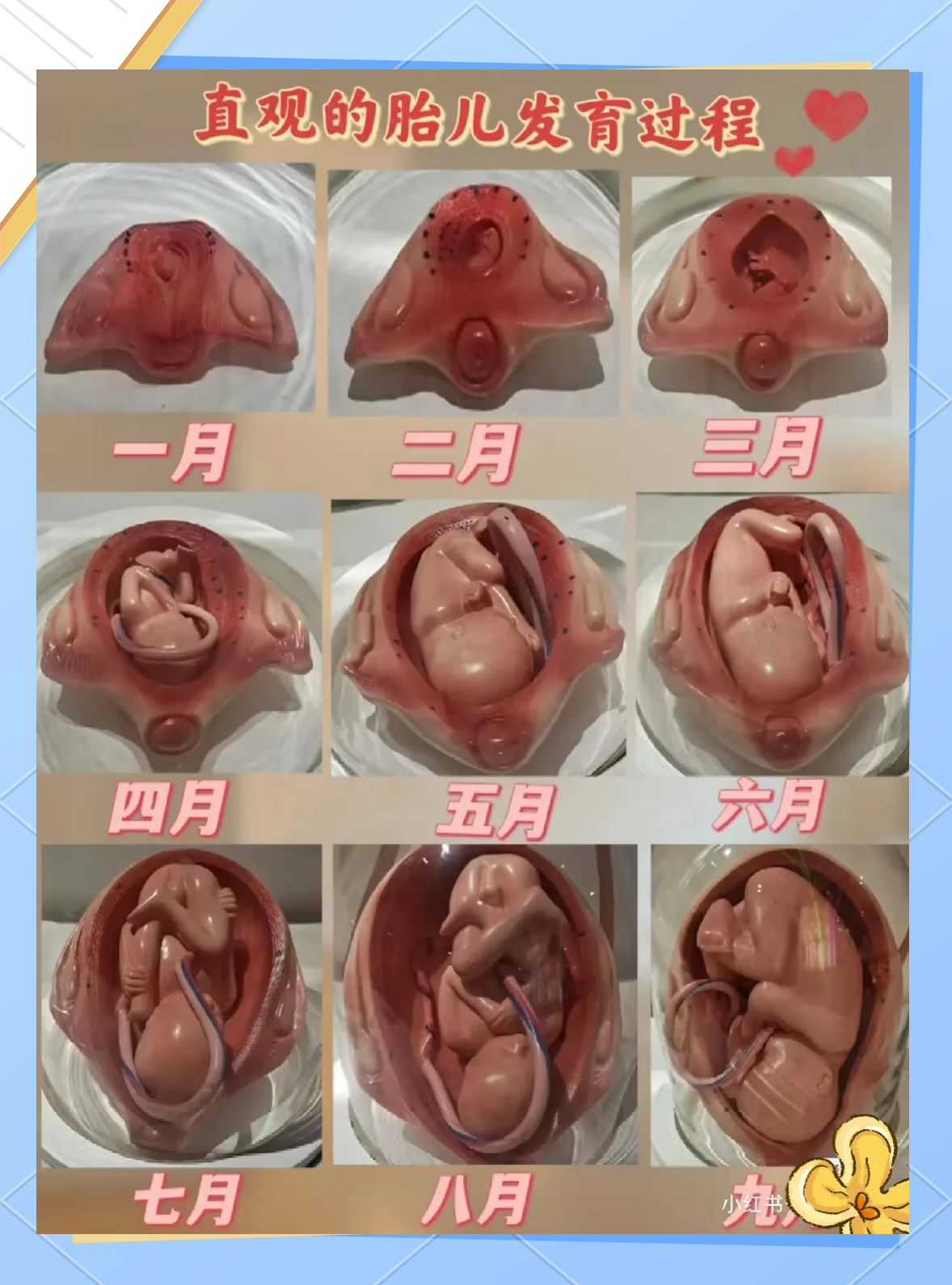 怀孕四个月胎儿有多大?