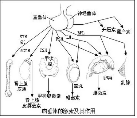 内分泌失调是怎么样的