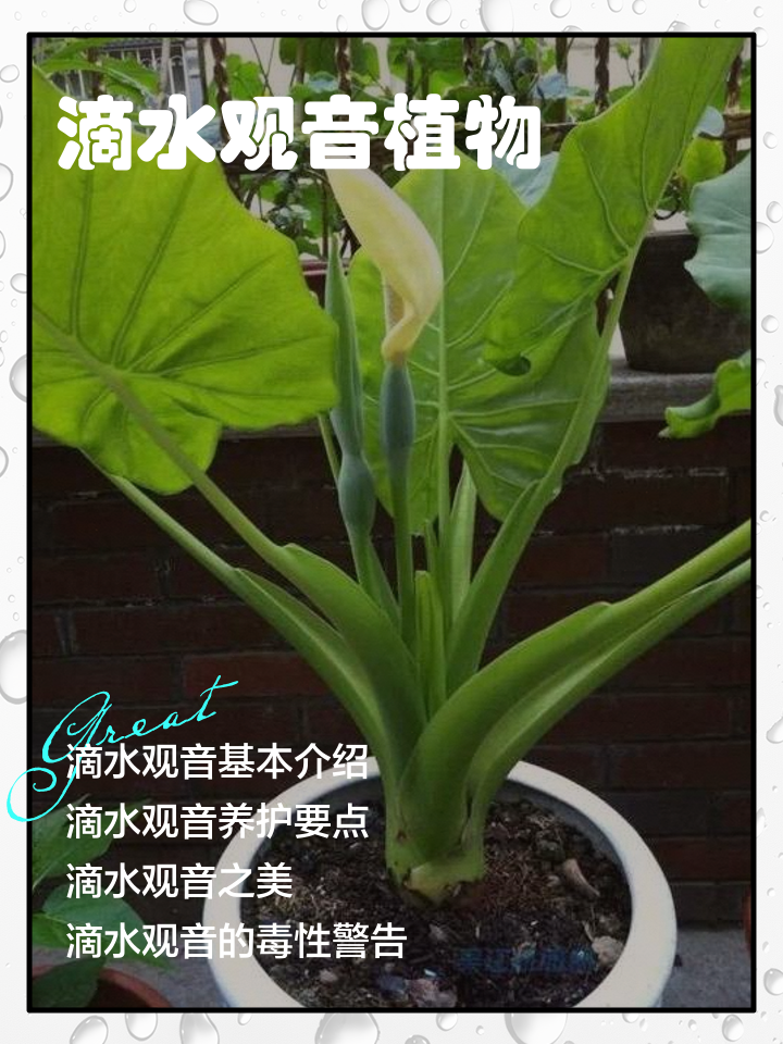 滴水观音有毒吗