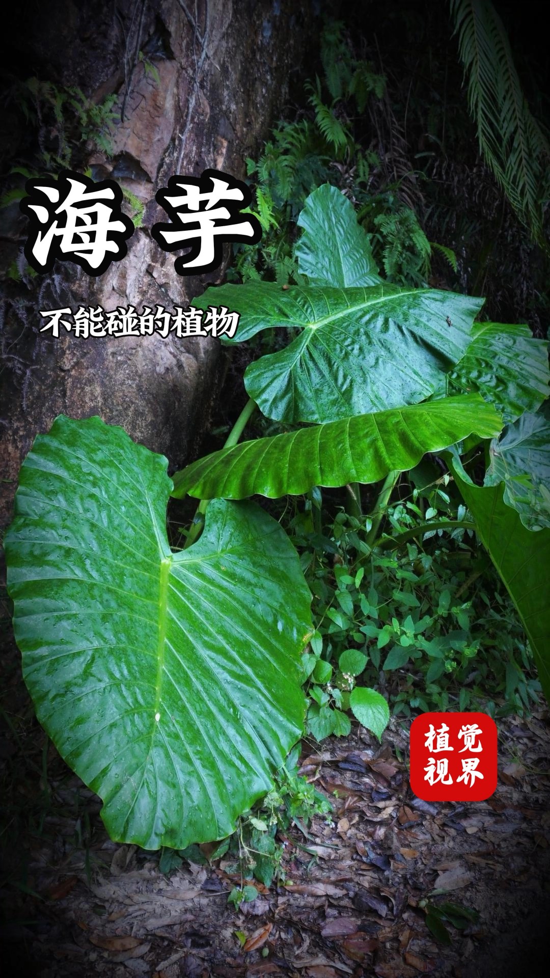 滴水观音有毒吗