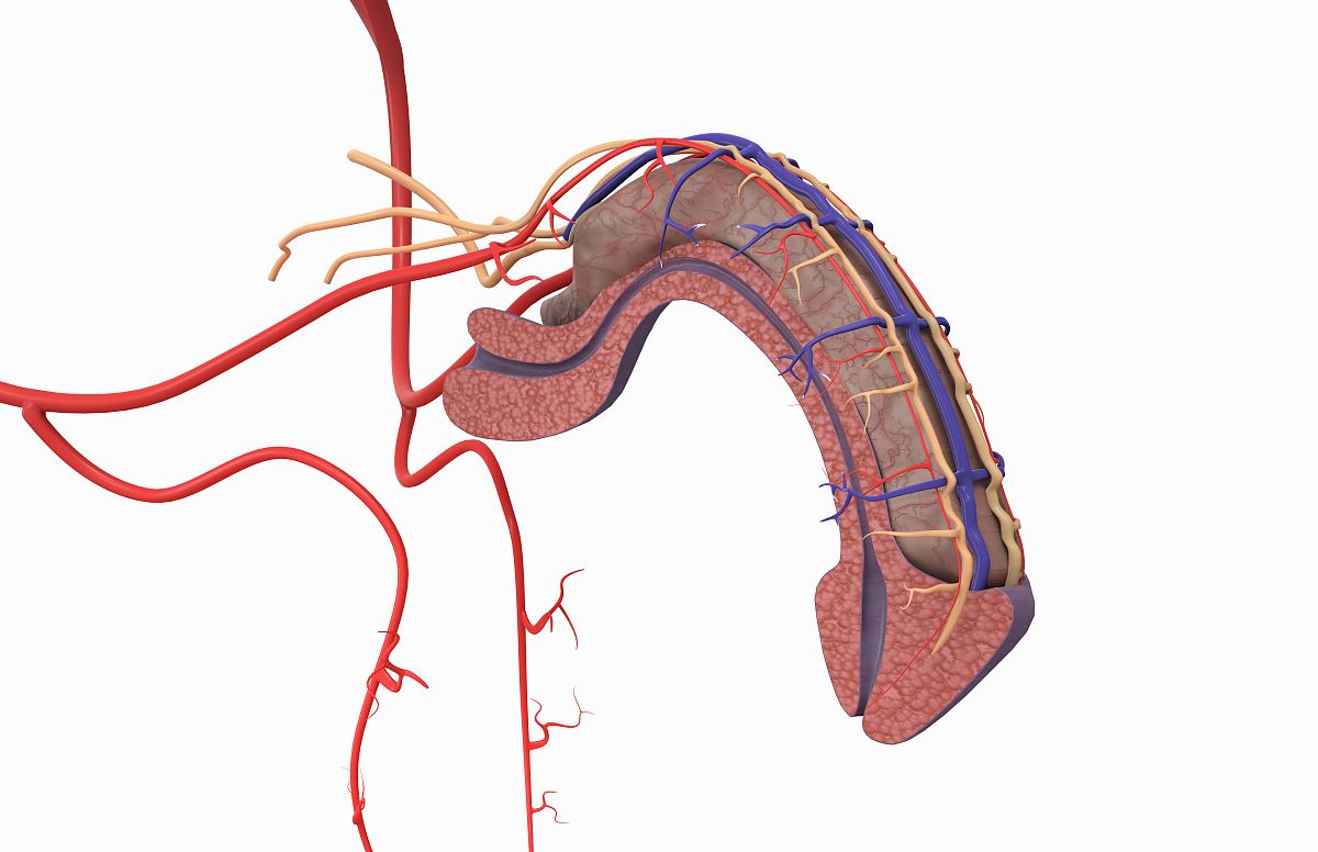 早上可以勃起,和女朋友想做的时候发现没力气硬不起来