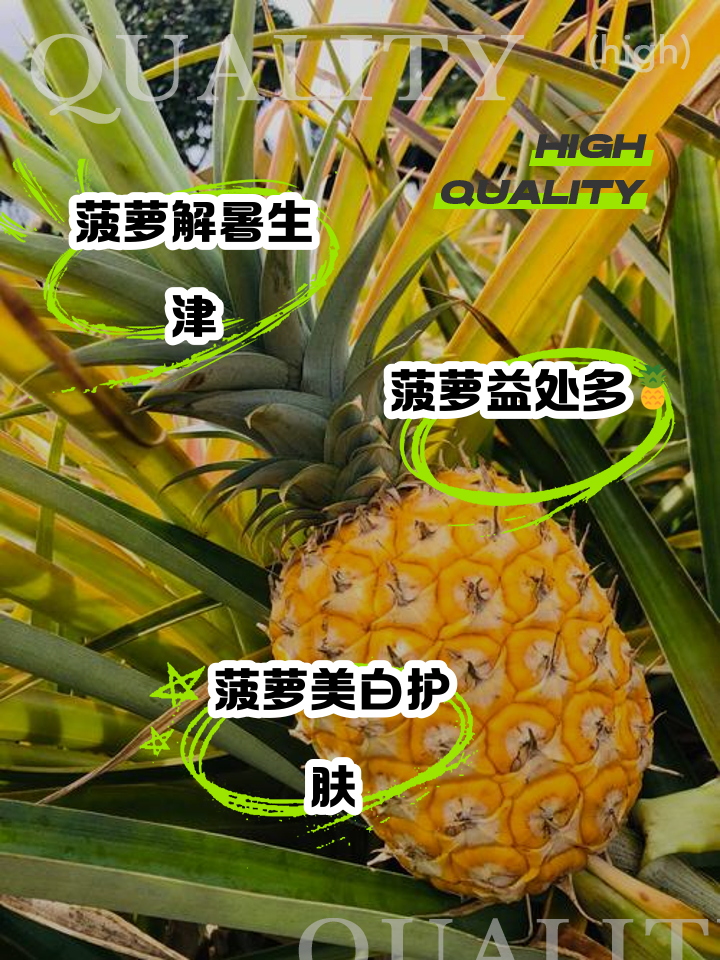 怀孕的人可以吃菠萝吗