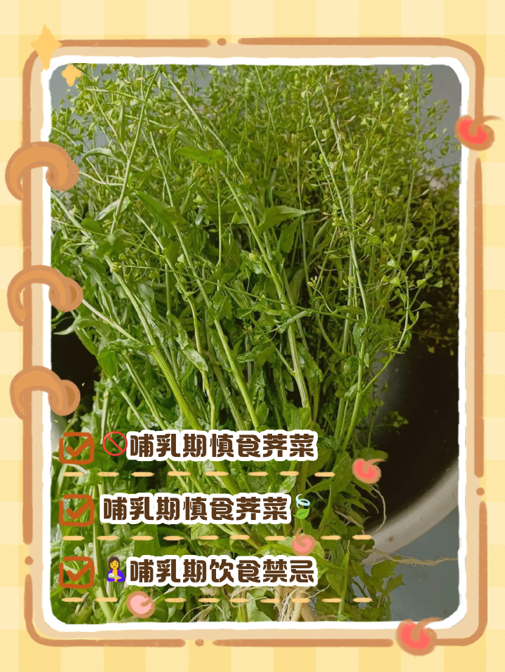 孕妇能吃荠菜吗