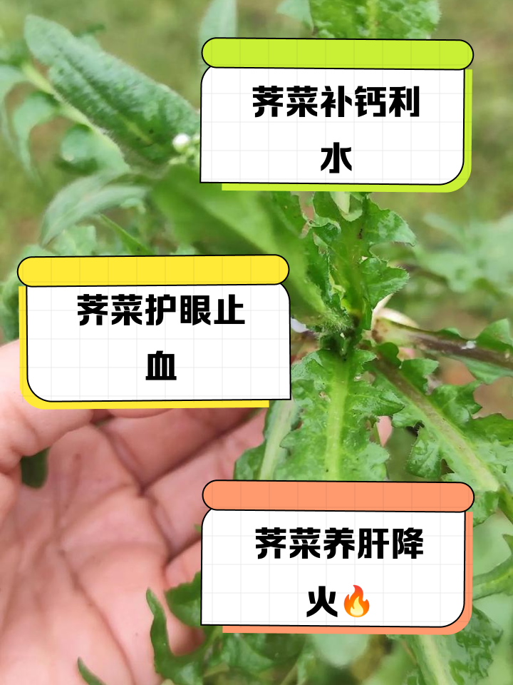 孕妇能吃荠菜吗
