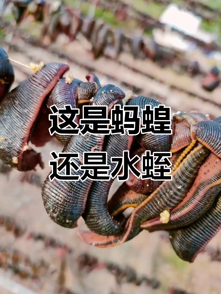 水蛭的功效和作用有哪些