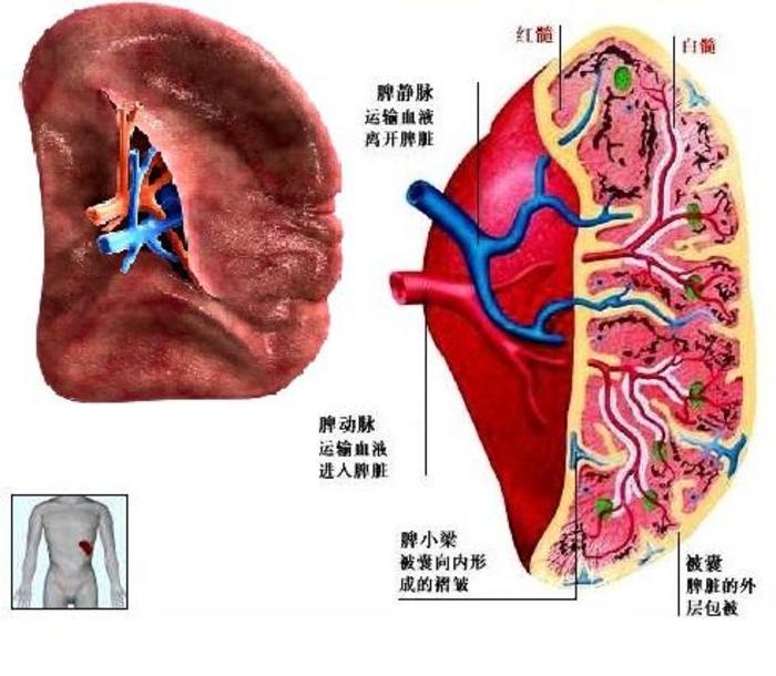 脾切除后多久才能恢复