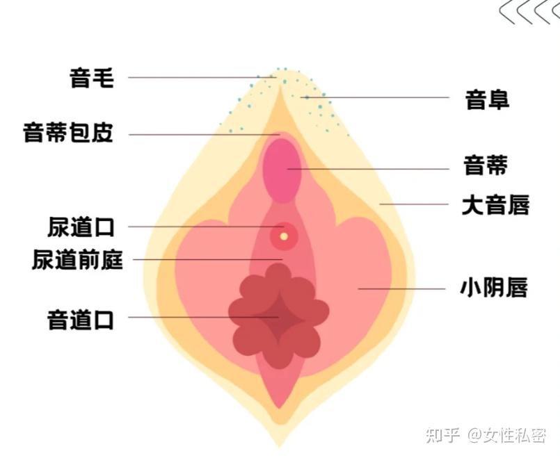 女性尿道口是什么样的