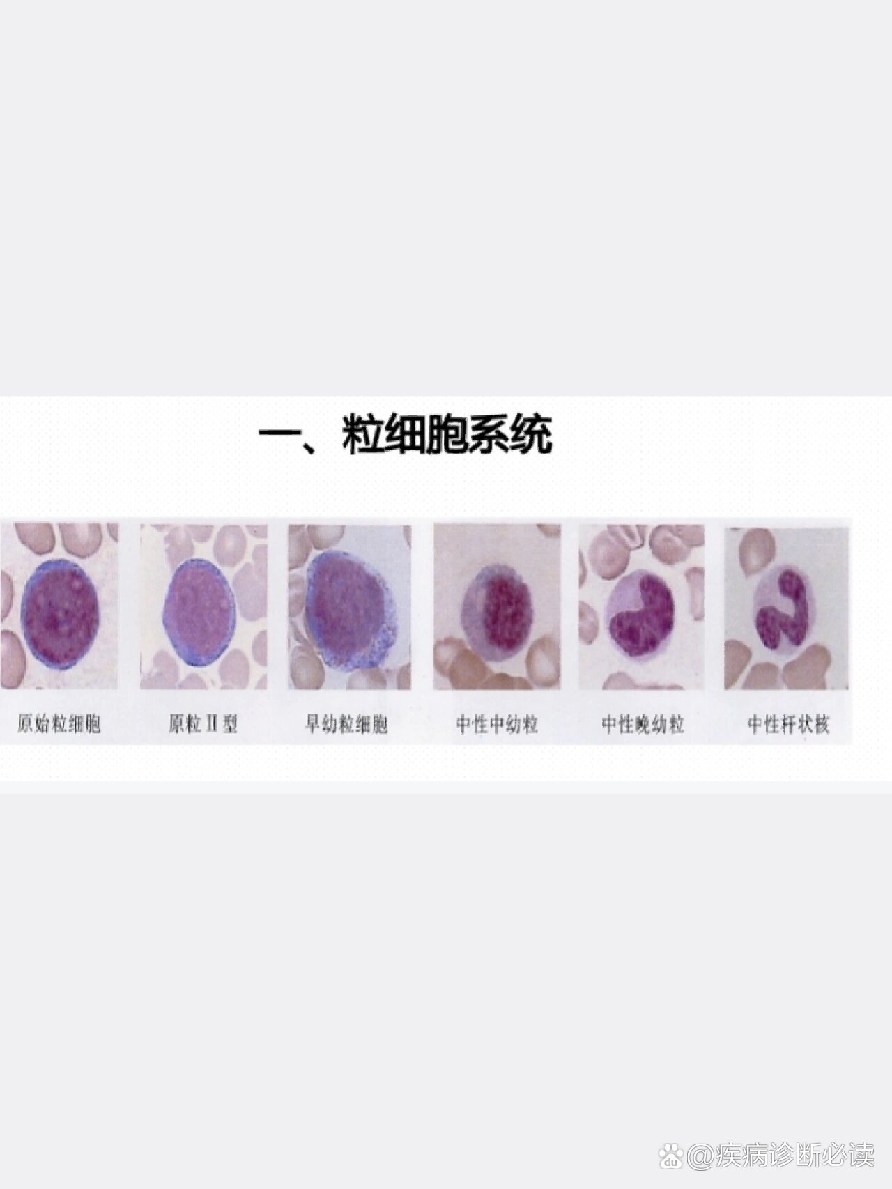 请问中性粒细胞是什么