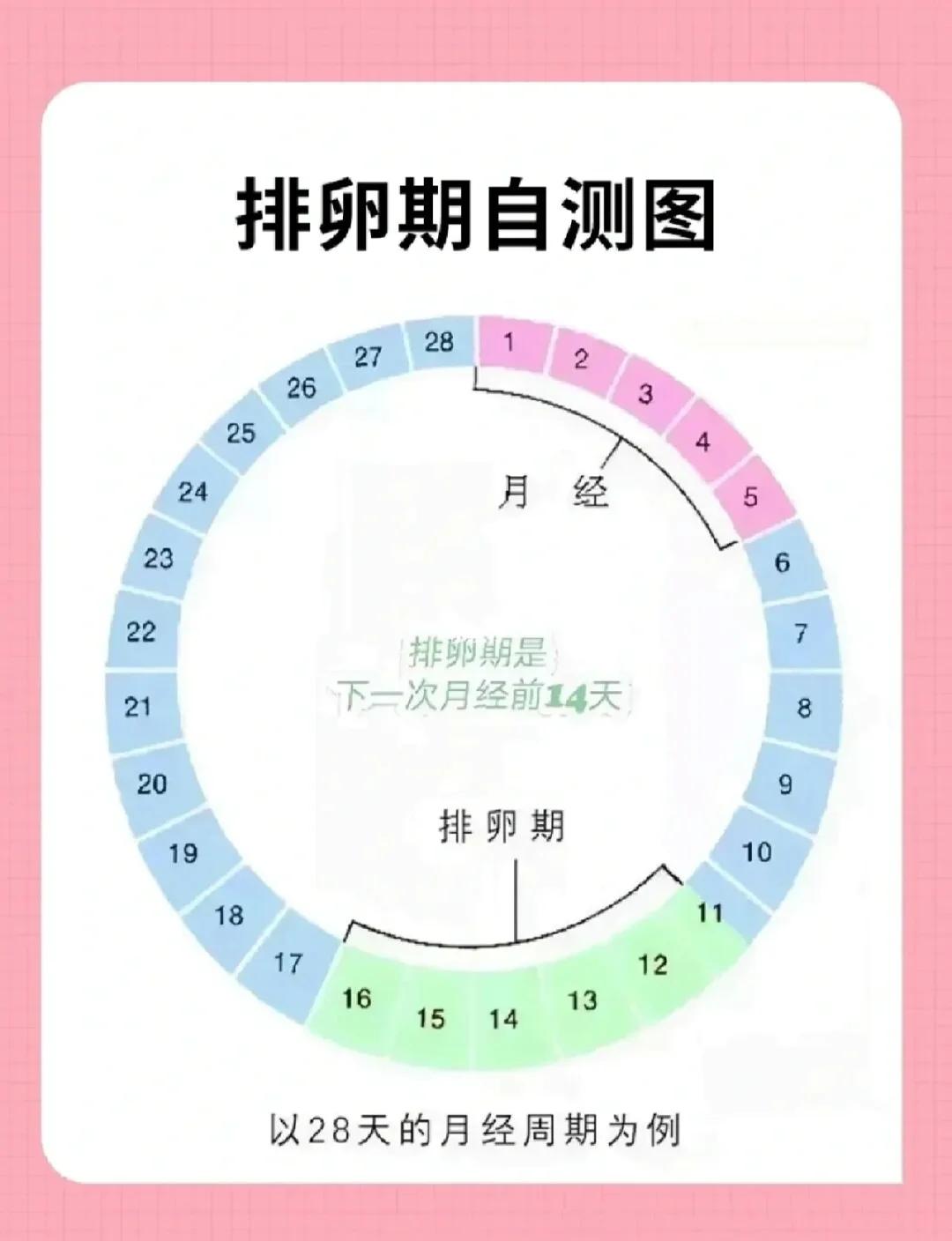 怎么样测排卵期