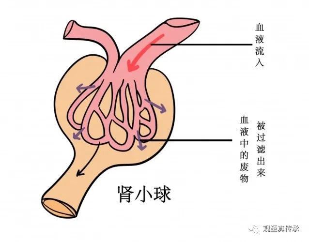 什么是慢性肾小球肾炎