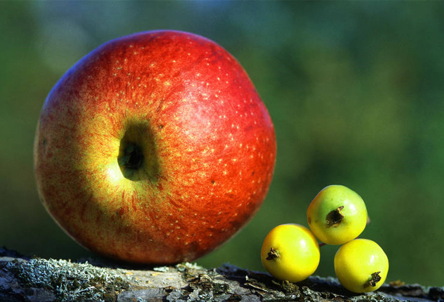 内分泌失调吃什么水果