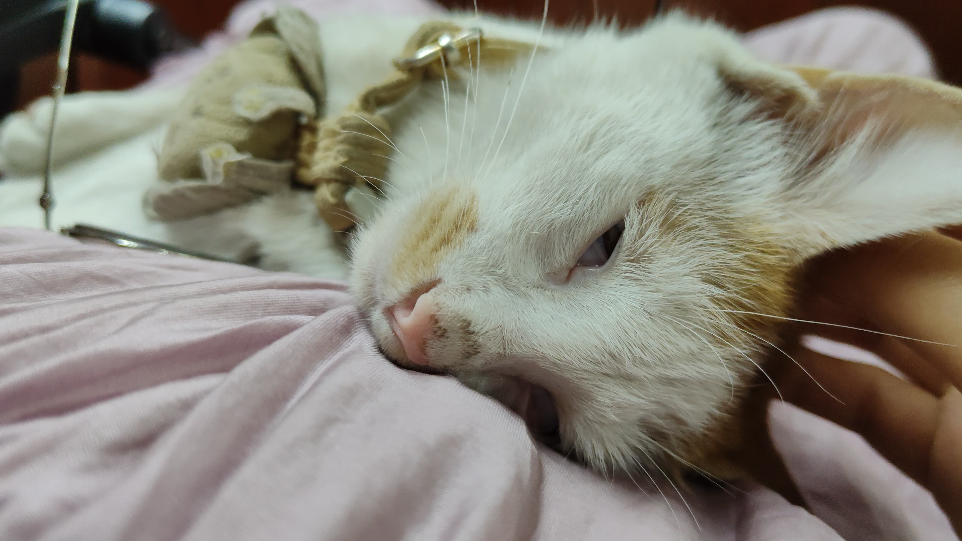 为什么睡觉时会翻白眼?