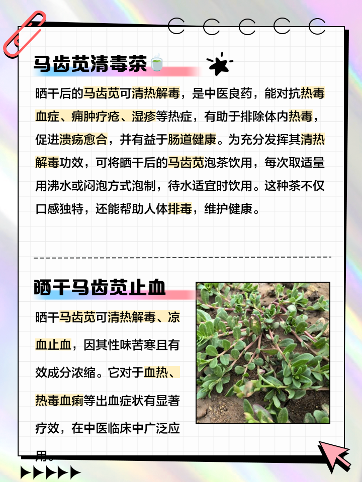 马齿苋的功效与作用