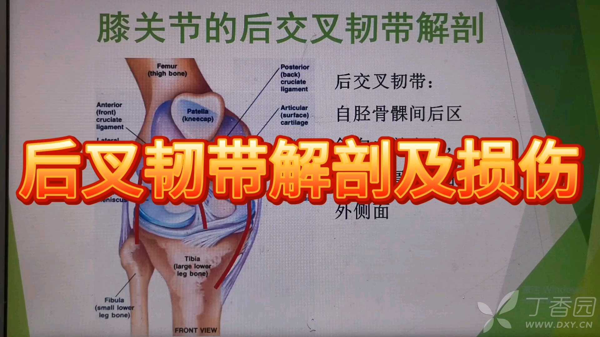 后交叉韧带的解剖