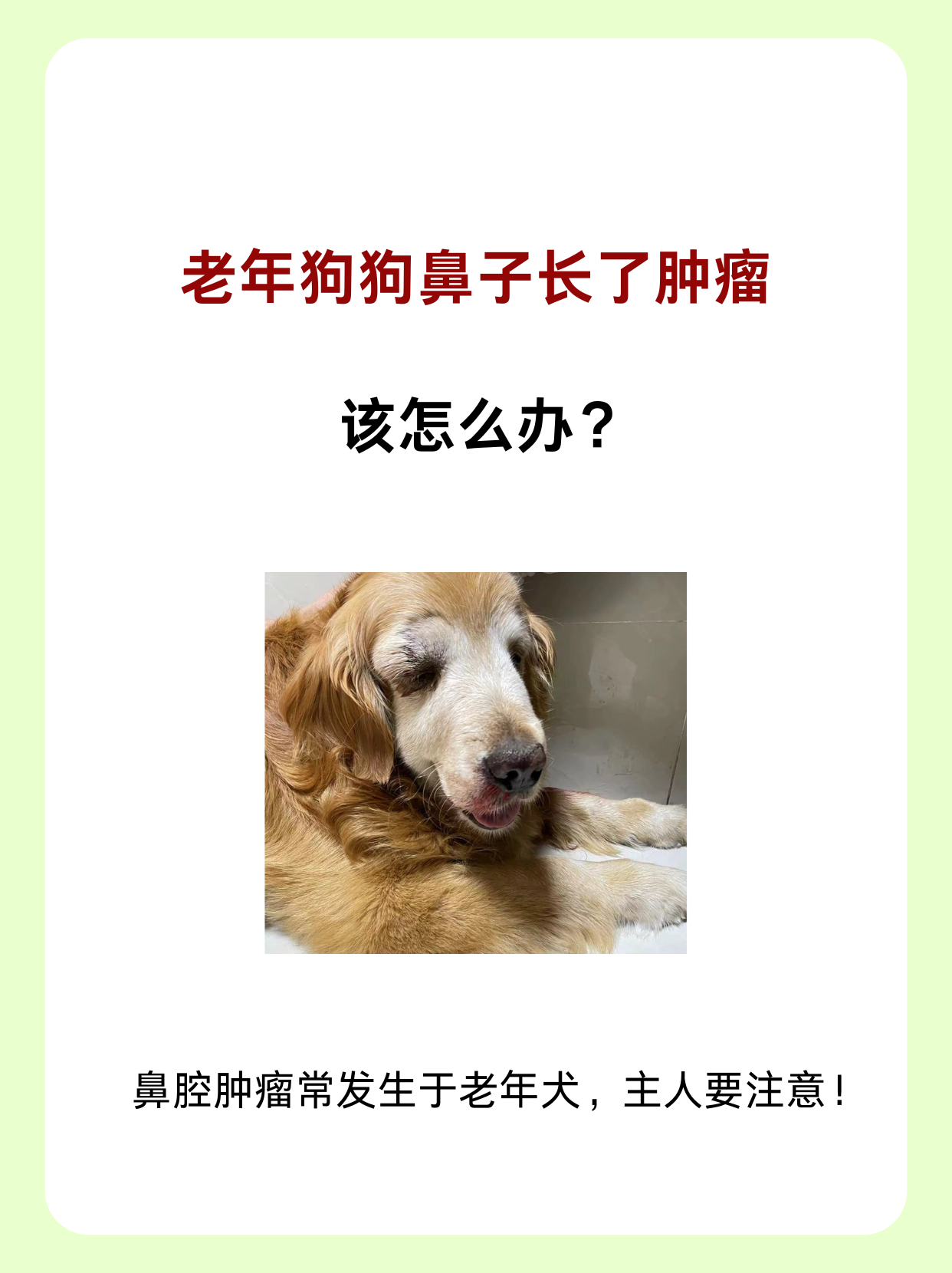 生活中怕狗怎么办?,求医生开导