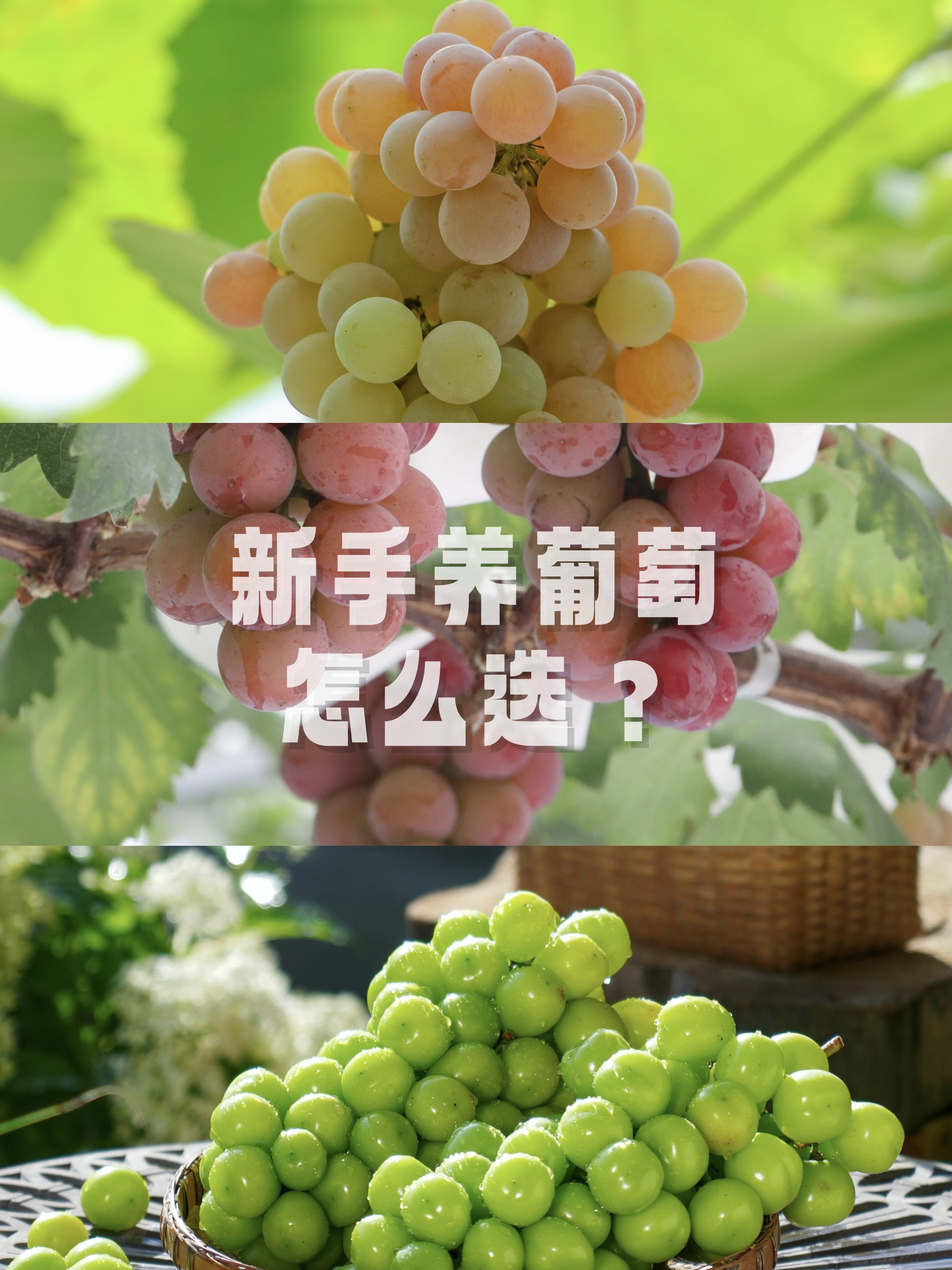 葡萄是凉性水果吗