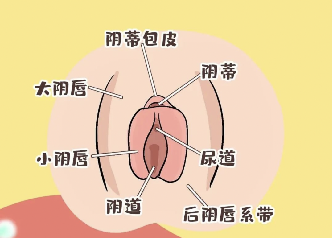 女人下面有几个阴洞呢