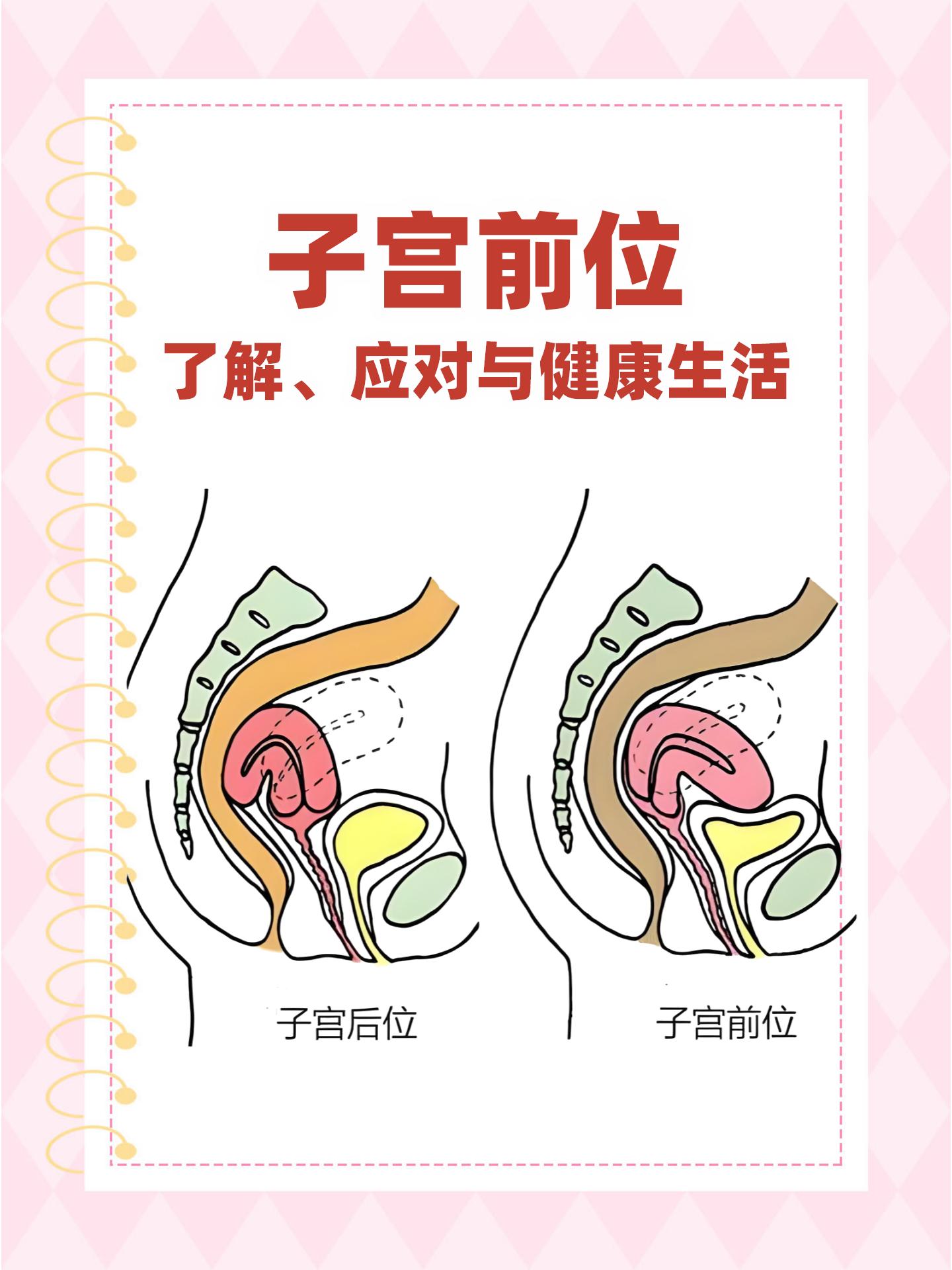 胎盘子宫前壁什么意思