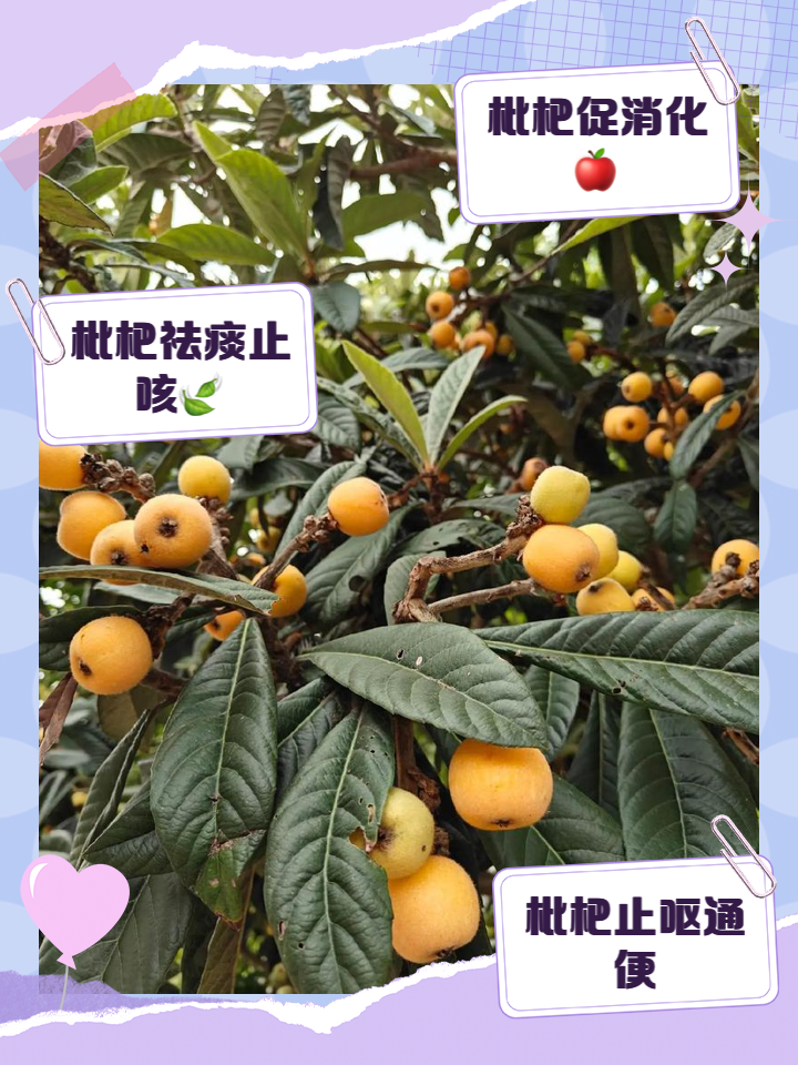 枇杷的营养价值及功效