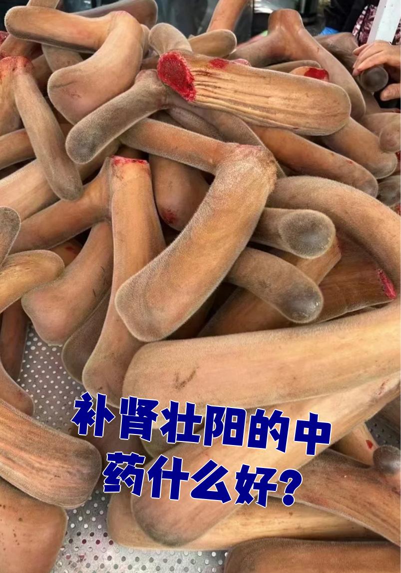 壮阳中药材有哪些
