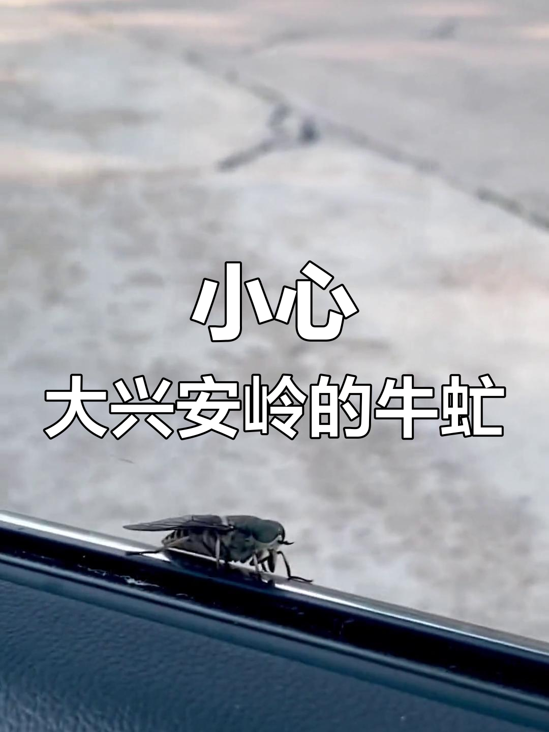 被牛虻咬了怎么办