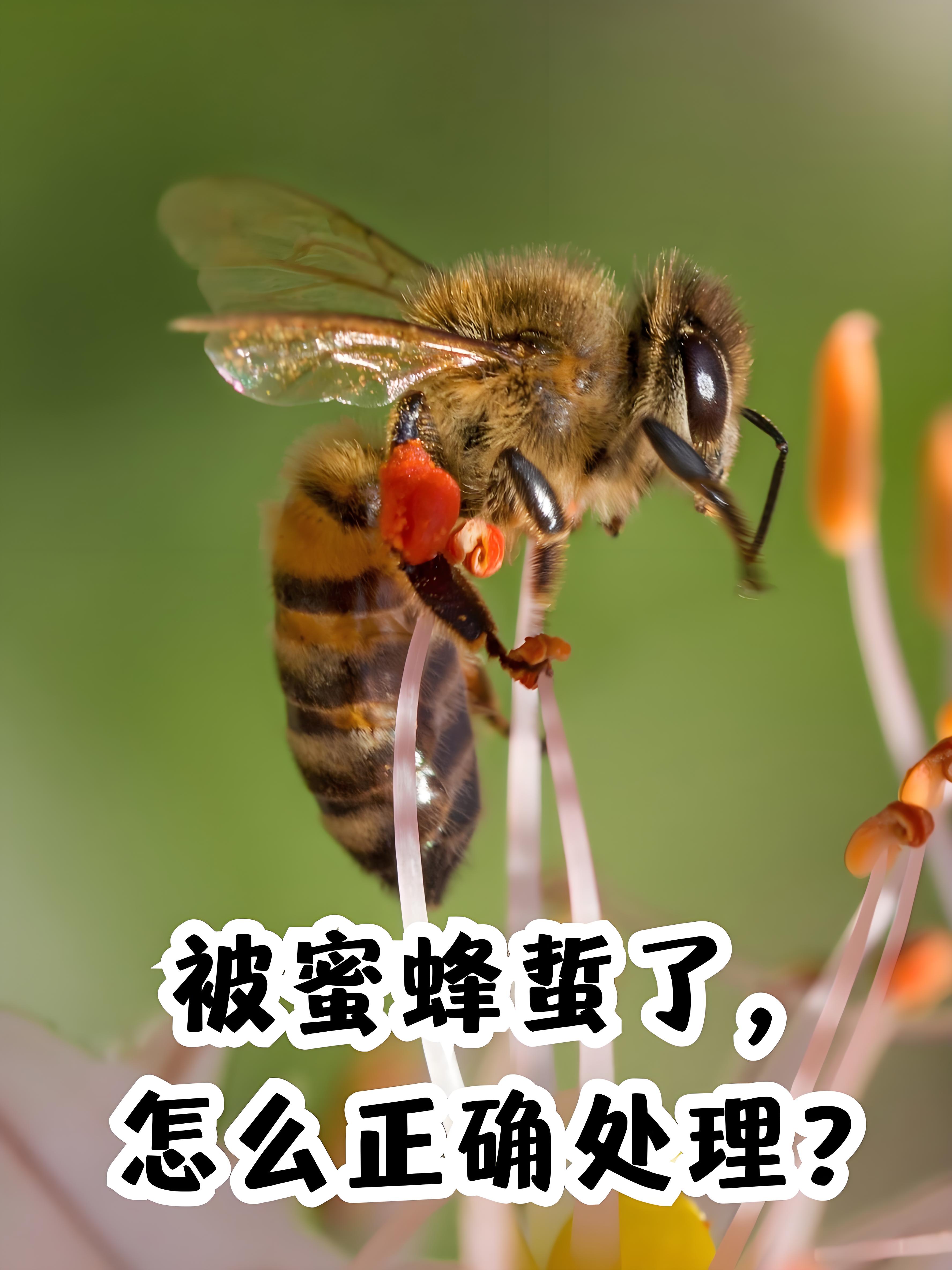 让蜂子蛰了怎么办