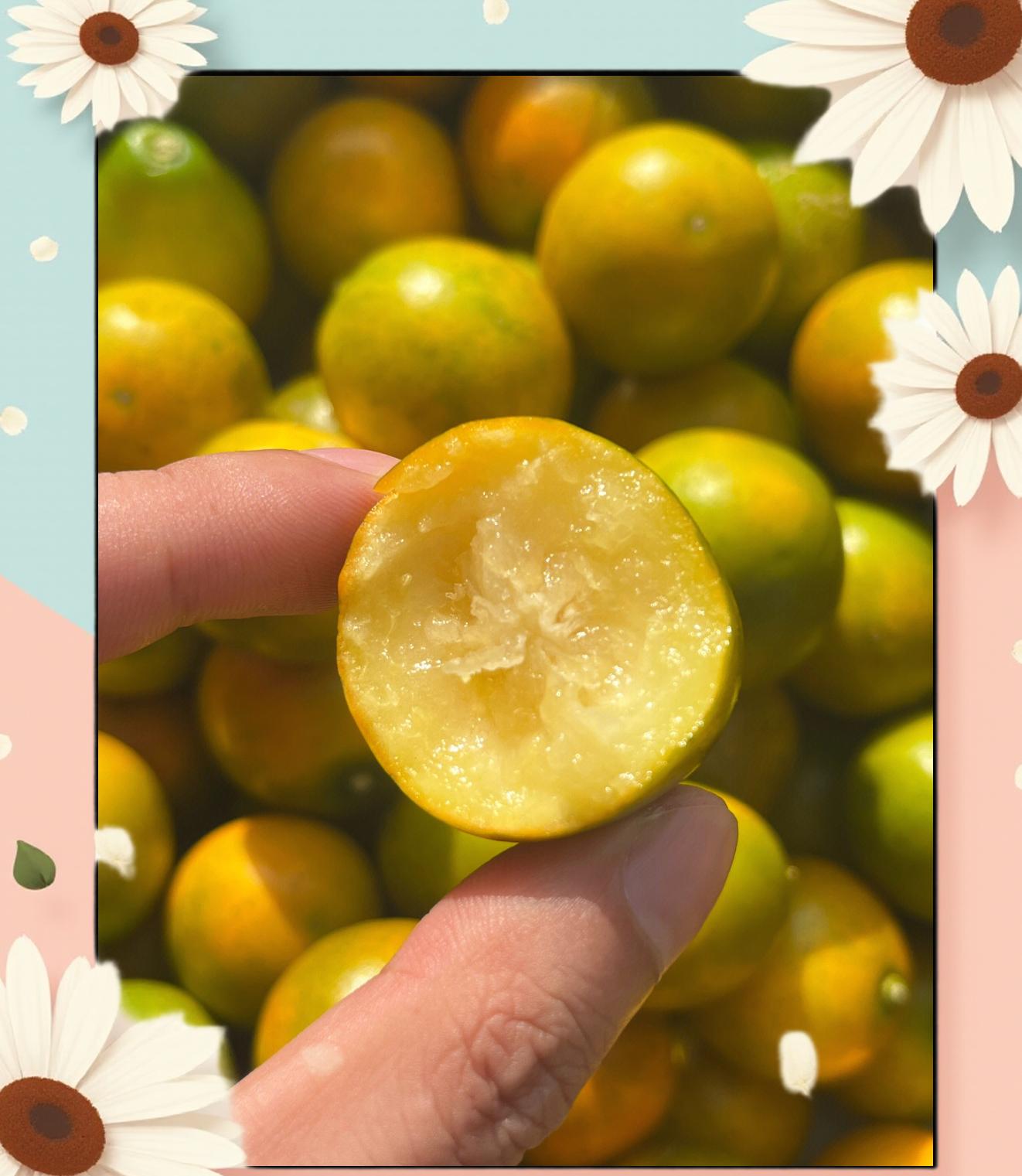 金桔怀孕可以吃吗