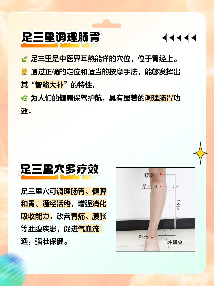 足三里穴的功效与作用