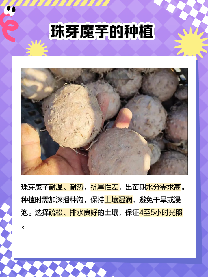 孕妇可以吃魔芋吗