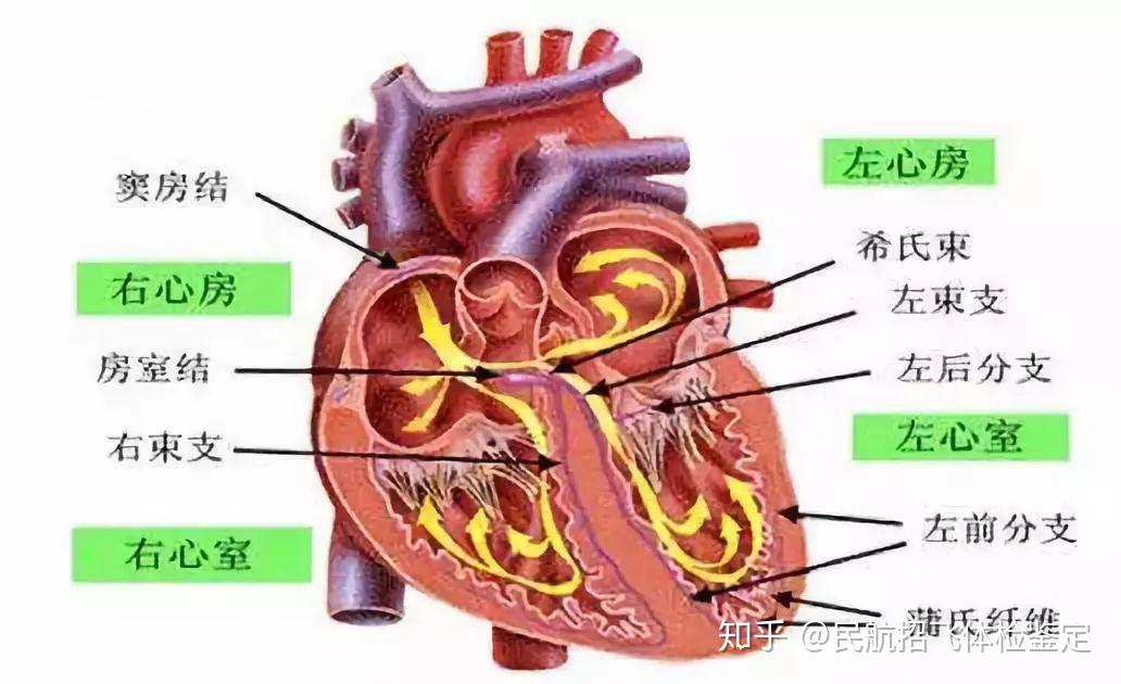 窦性心律是心脏病吗