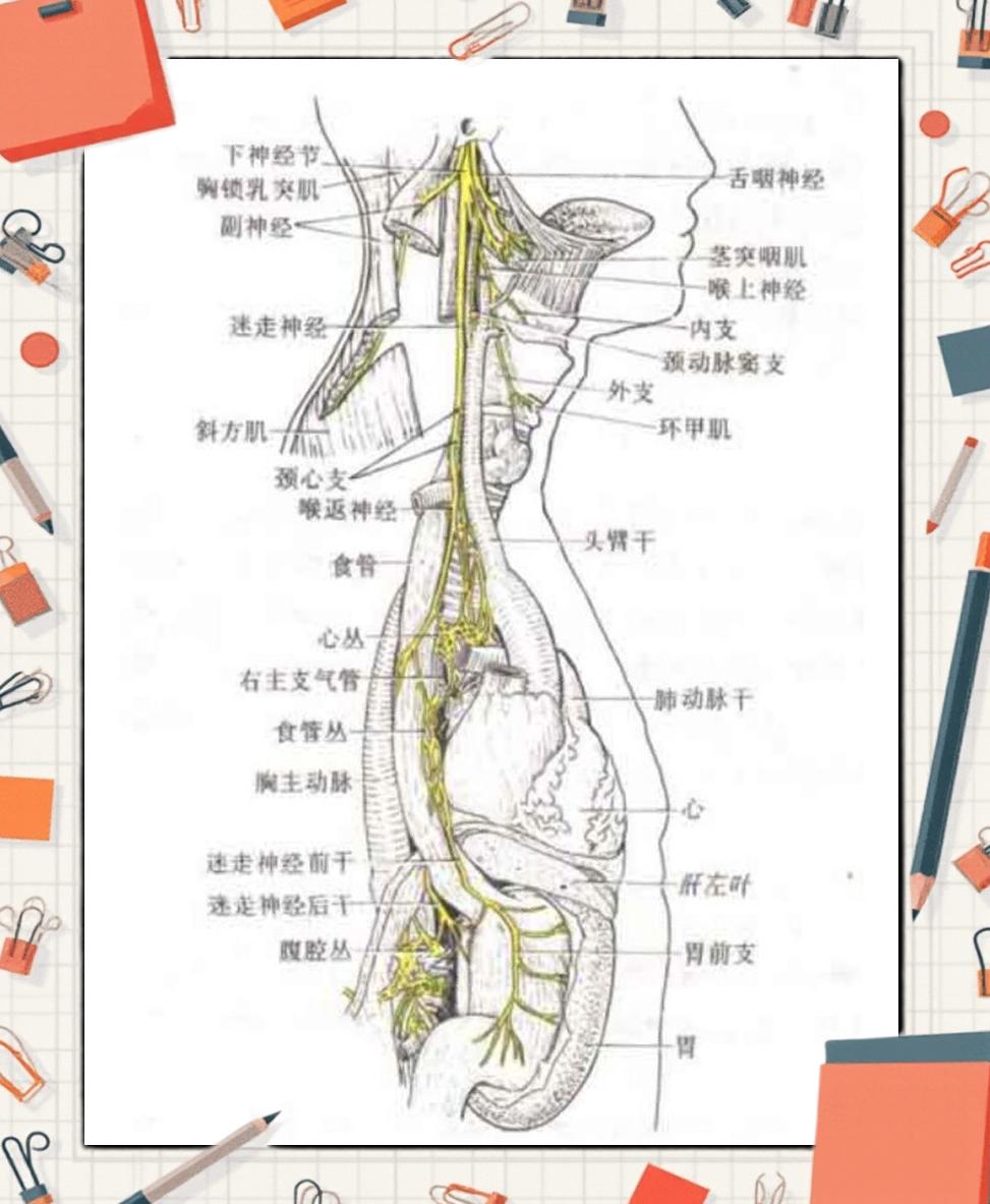 迷走神经兴奋的症状.....