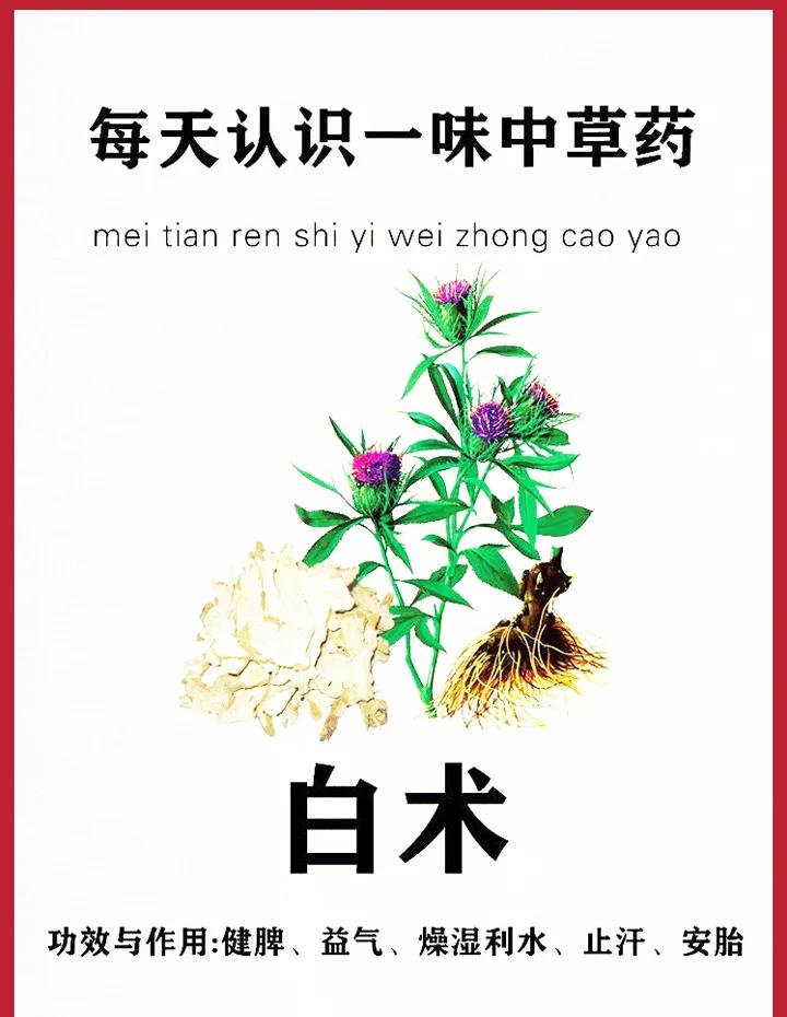 炒白术的功效