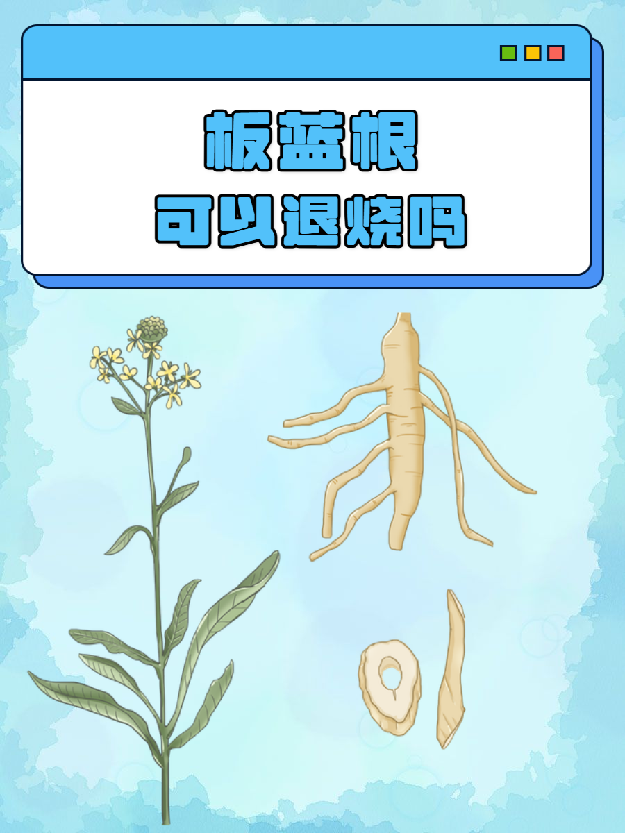 怀孕感冒可以喝板蓝根吗