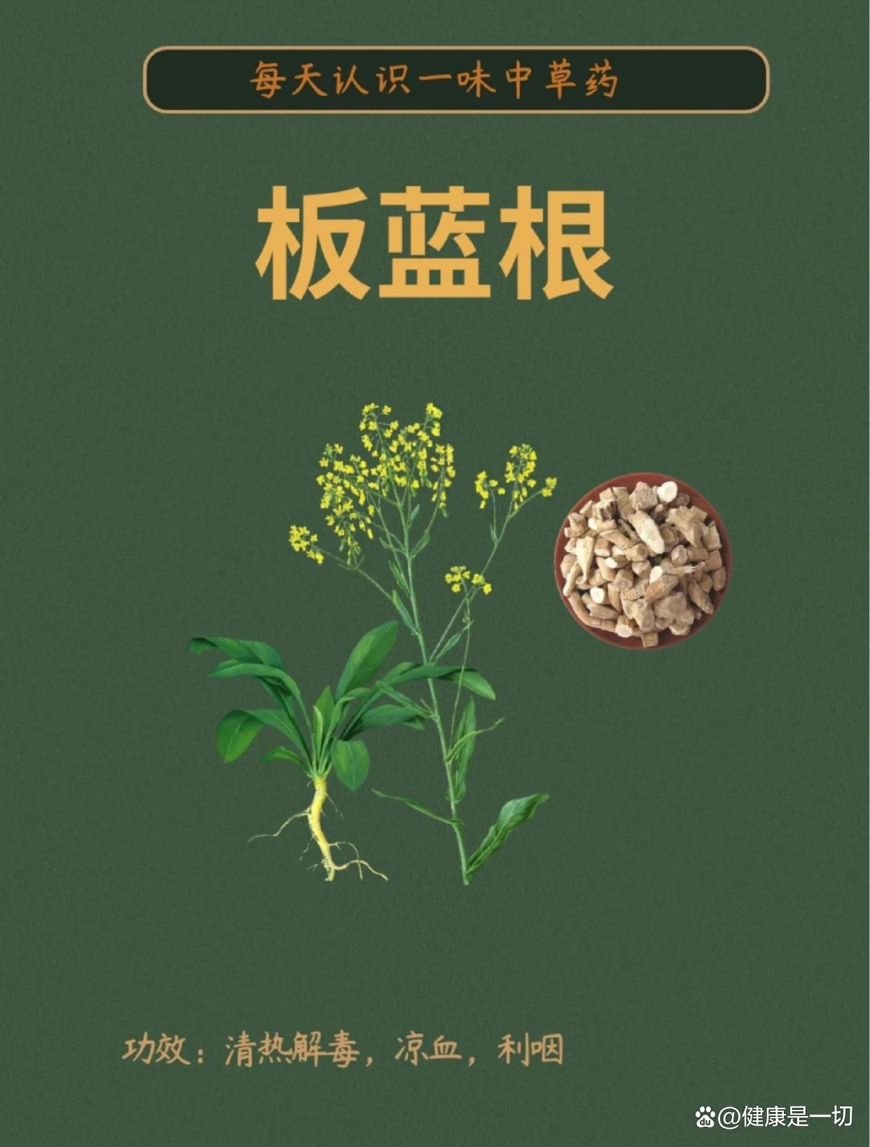 怀孕感冒可以喝板蓝根吗