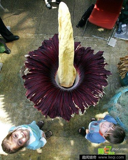 女人外生殖器有几种类型