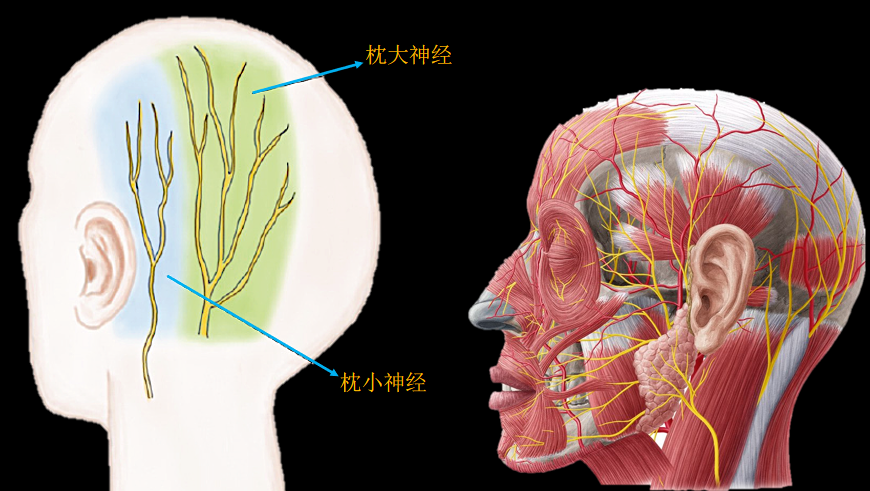 线粒体脑肌病包括哪些病