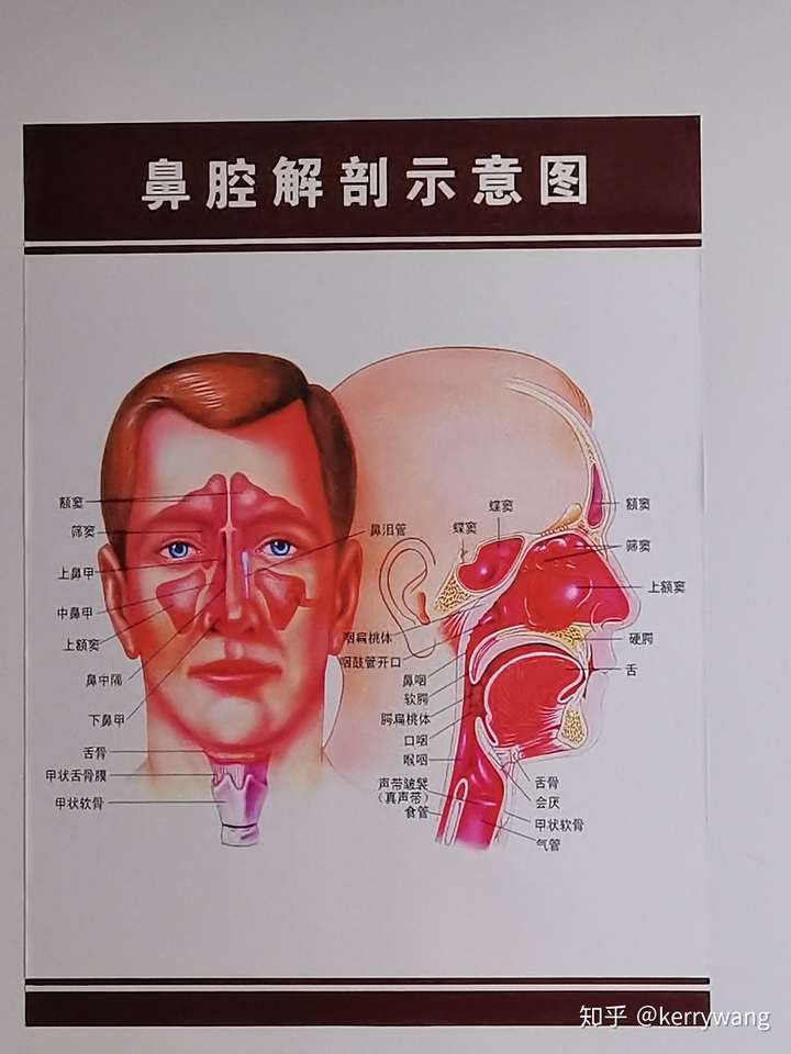 鼻翼一侧按压会痛是怎么回事