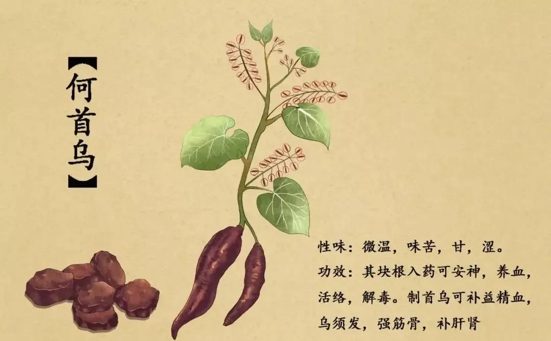 何首乌泡水喝,怎么泡