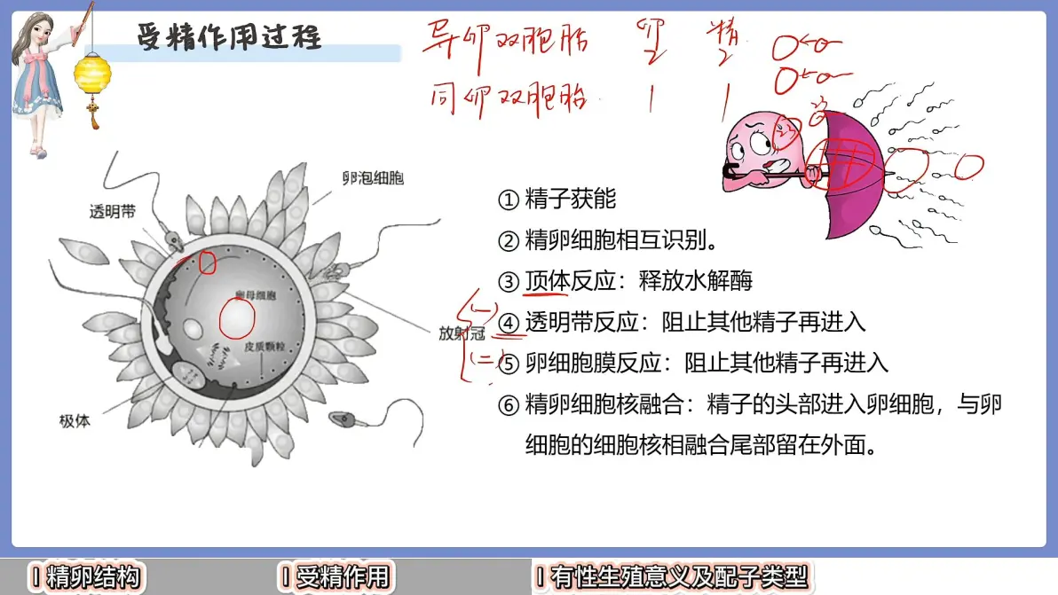 受精后有什么反应