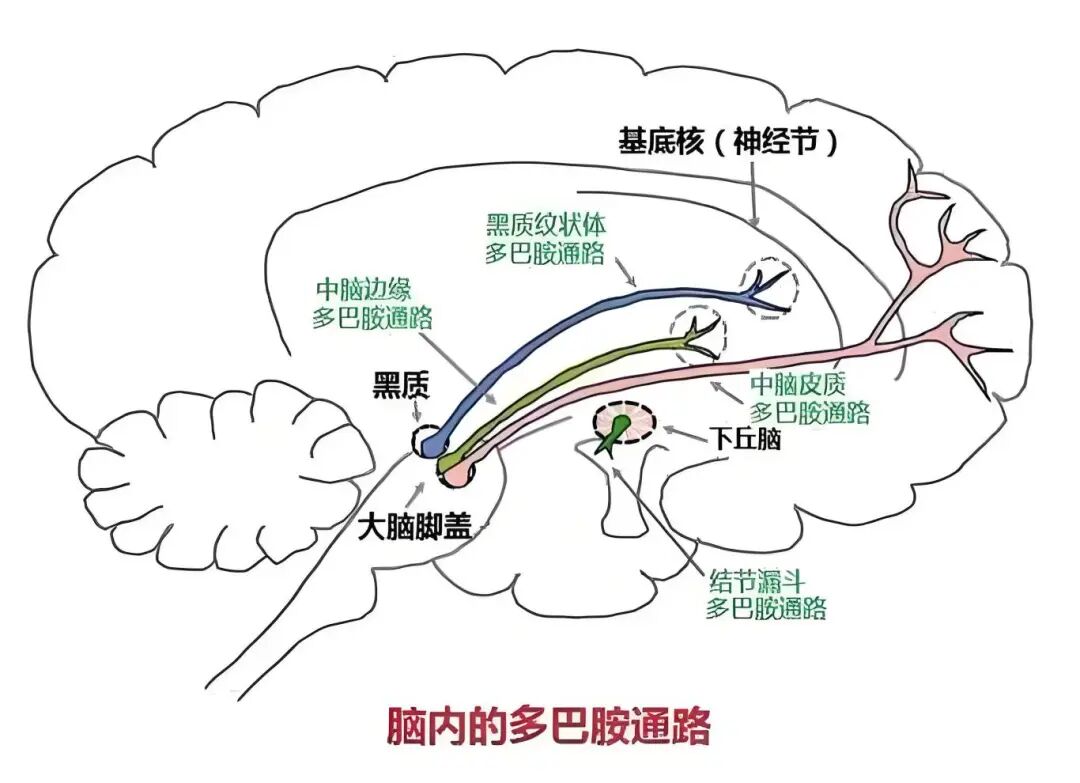 帕金森症遗传吗