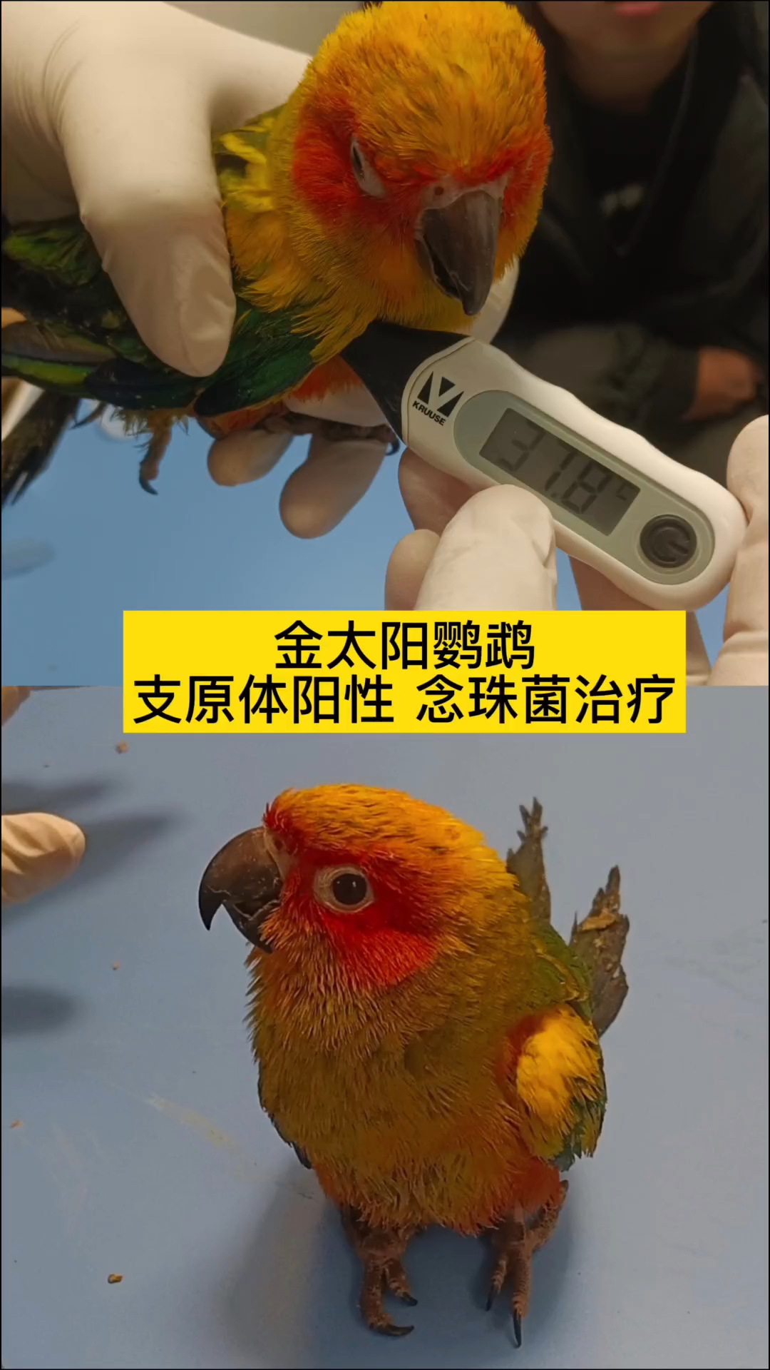 念珠菌阳性是什么意思