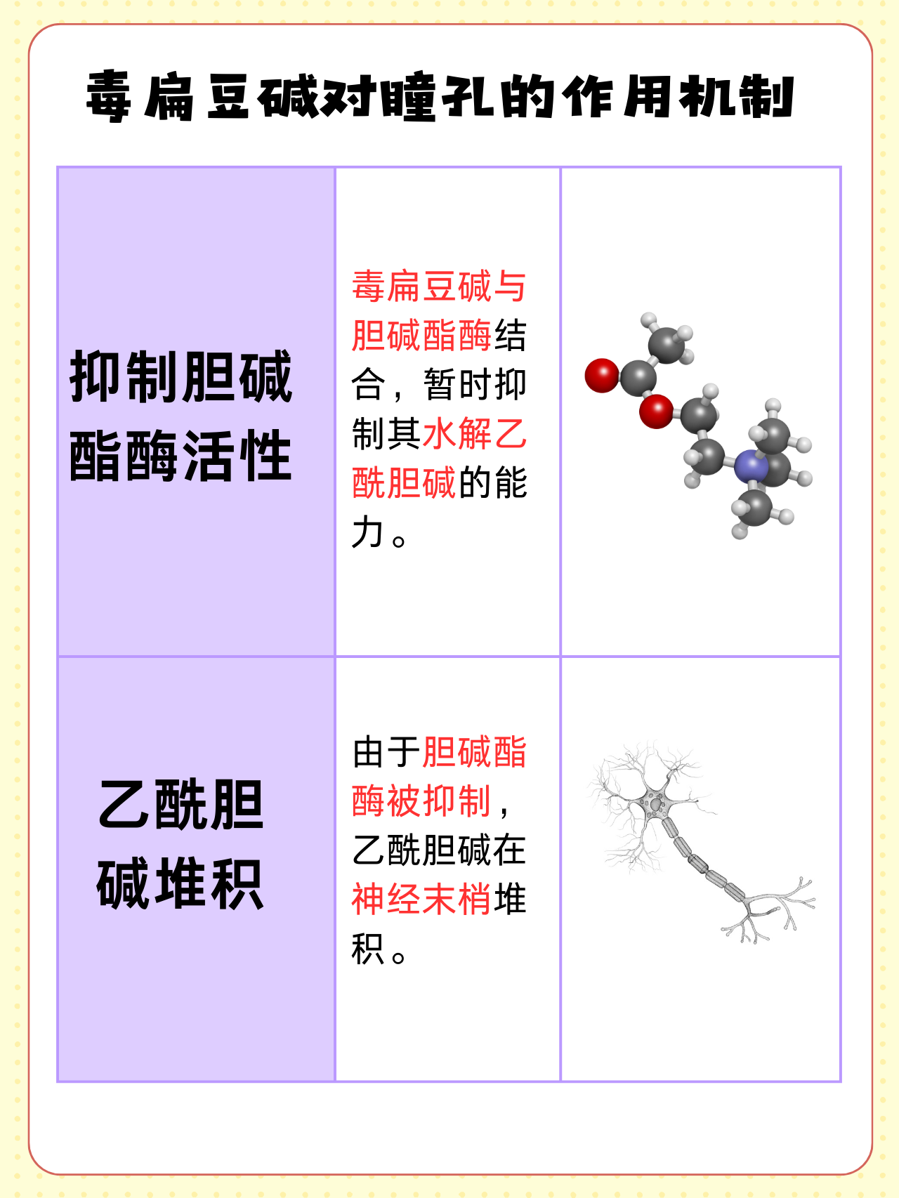 胆碱脂酶是什么意思