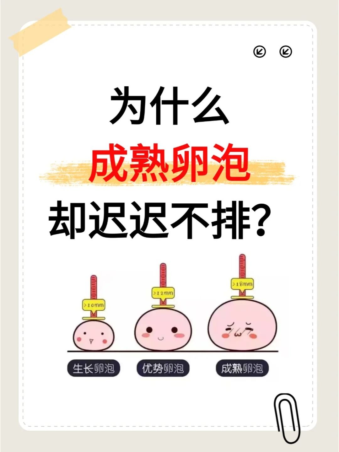 卵泡的生长速度