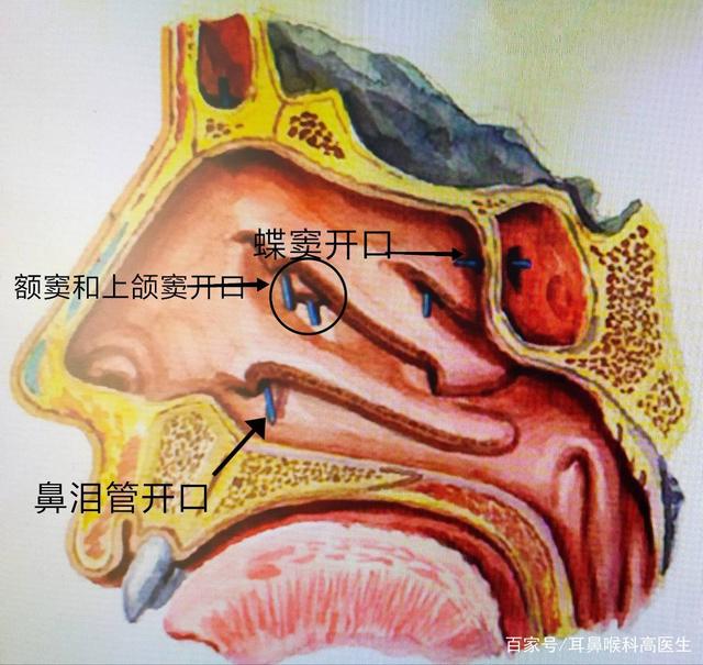 鼻甲肥大手术费用是多少