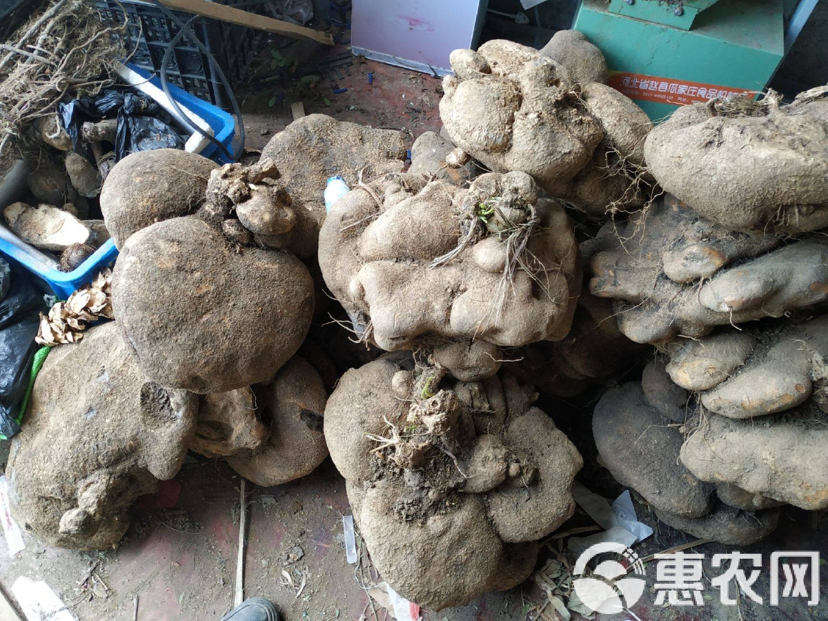 雪胆的作用与功效它能治疗什么病