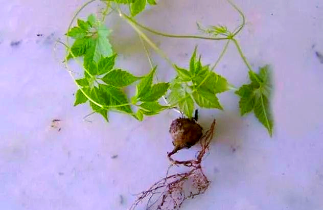 雪胆的作用与功效它能治疗什么病