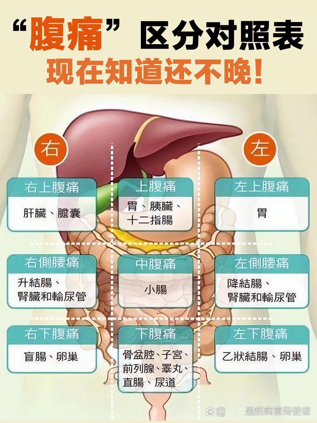 胆囊在什么部位