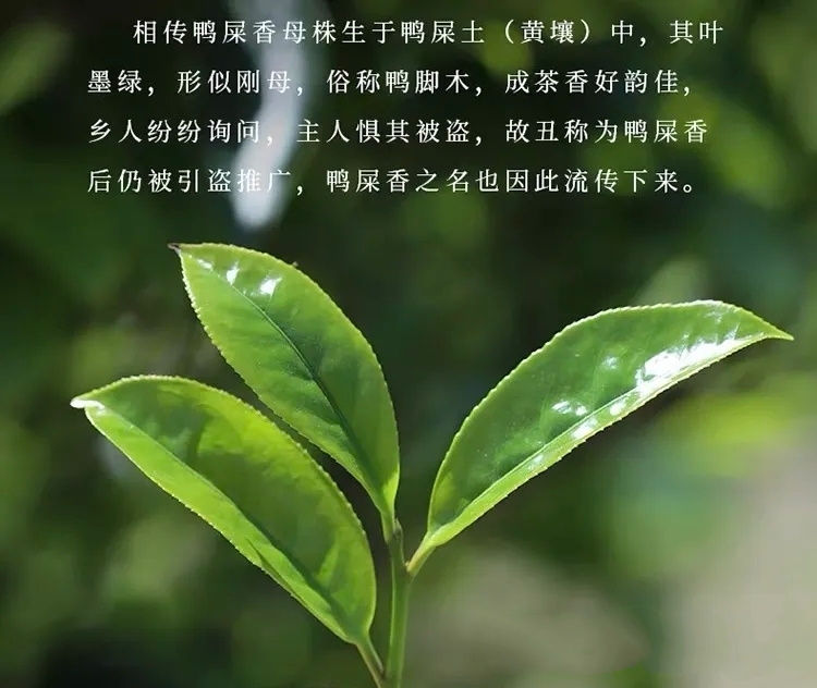 大便有点深墨绿色怎么回事