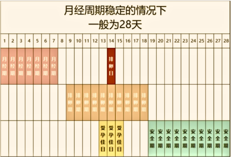 月经刚结束会马上排卵吗